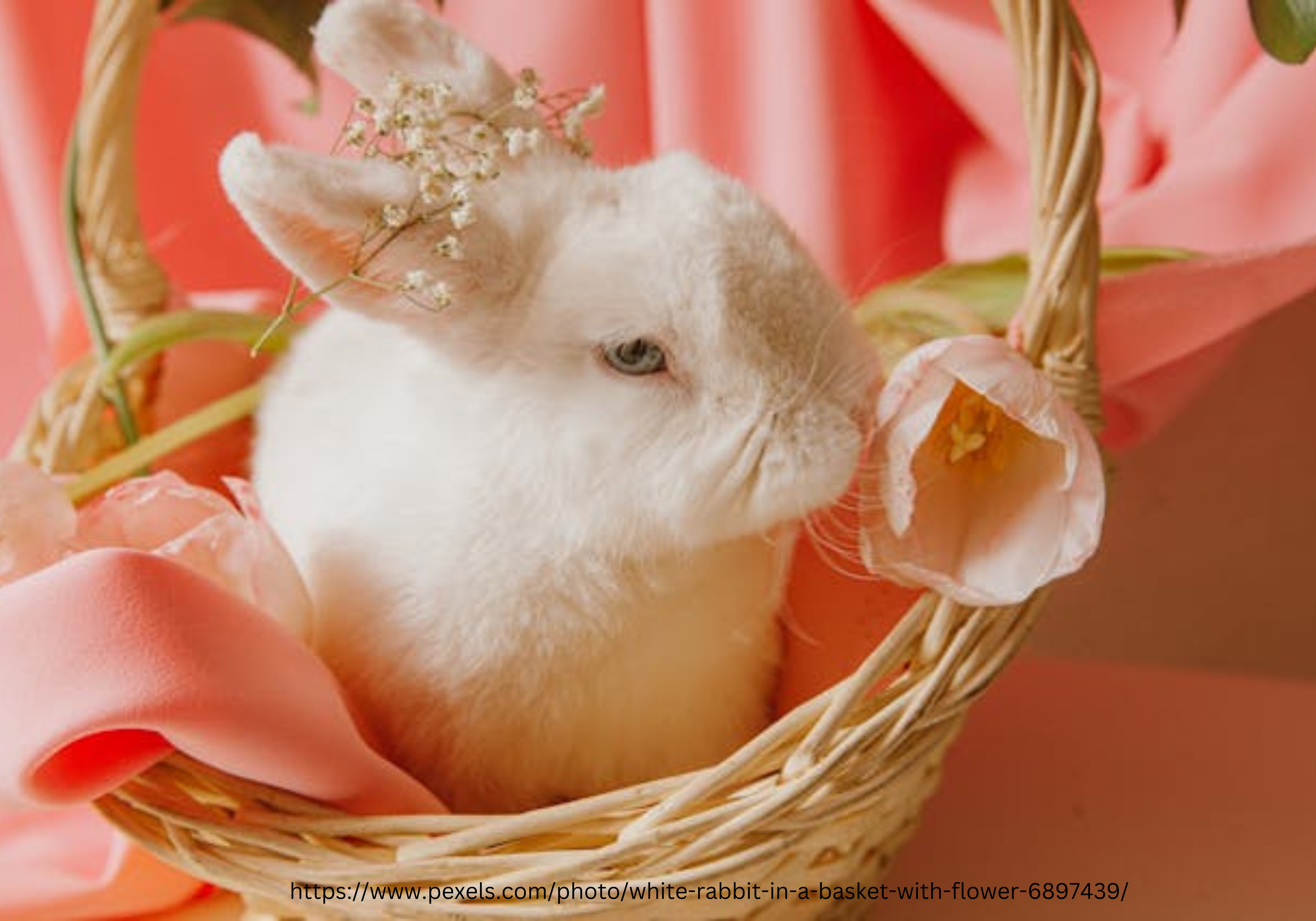 We wish a Happy Easter 2026